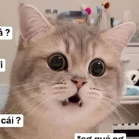 con tác giả iu màu hường =))