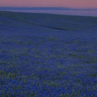 NVP 1 ( đa dạng NV )