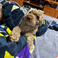 Tác giả cute