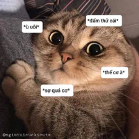 Tác giả