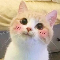 Chaeng chipmunk (nàng)