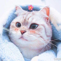 tác giả hơi thiểu năng