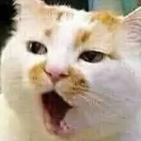 đ* tác giả xạo lồn