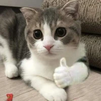 Tác giả ( Tên Thẻo :))) ) 🤦🏻‍♀️