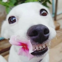 Bác sĩ