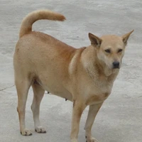 chó cỏ