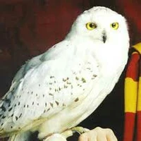 HEDWIG