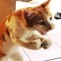 kiến
