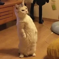 Chin