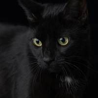 Mèo