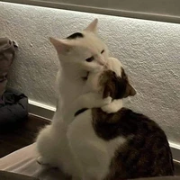 Coan tác giả đáng yew:3