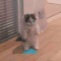 Coan tác giả đang sầu âu