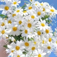 Người dẫn chuyện