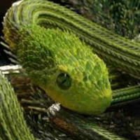 Ku