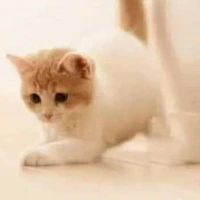 TG nghiu ngốk