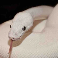 Koge