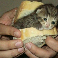Tác giả cư văn tê :33