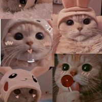 tác giá ngu dốt 🐮