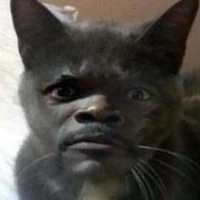 Tác giả tấu hài