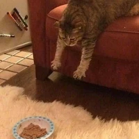 tác giả tham lam😽🤞