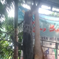 bé nhạc