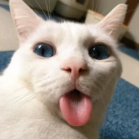 mồm lèo