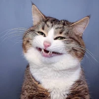 mèo lồm