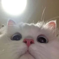 Tác giả ume Senju