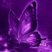 Hồ điệp mộng ảo