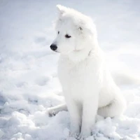 Tử Họa (khi yếu/ở gần Hàn Tử)