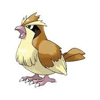 Pigeon