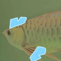 Bạn của bé Aro(phì nước bọt)