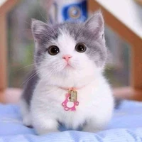 Tác giả ❤❤❤