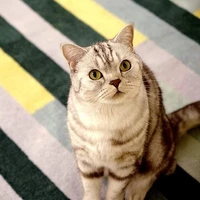 Người qua đường A