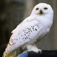 cú Hedwig