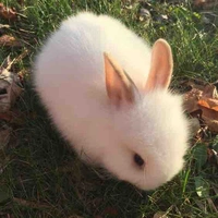Rabbit 