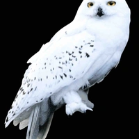Cú trường Hogwarts 