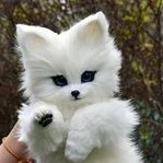 hệ Thống 102-fox