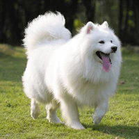 Mimi