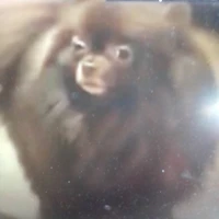 Kuma