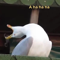 T/G thíu múi