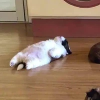 Tác giả ngu all môn