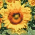 em hoa hướng dương
