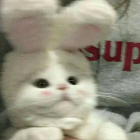 t/g đang học online :^