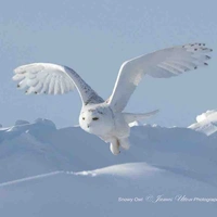 Wings