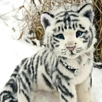 Hệ thống JRF - Tiểu Bạch