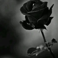 Tổ chức áo đen