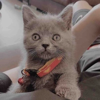 Thư kí(quản gia)