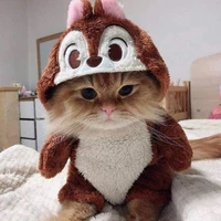 Cải