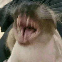 quần chúng xách đuýt đi diễn